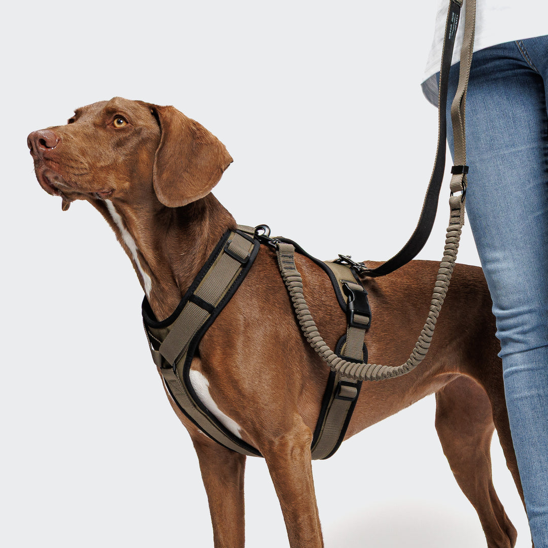 L-2 AKTIV JOGGING LEASH - 01 OLIVE
