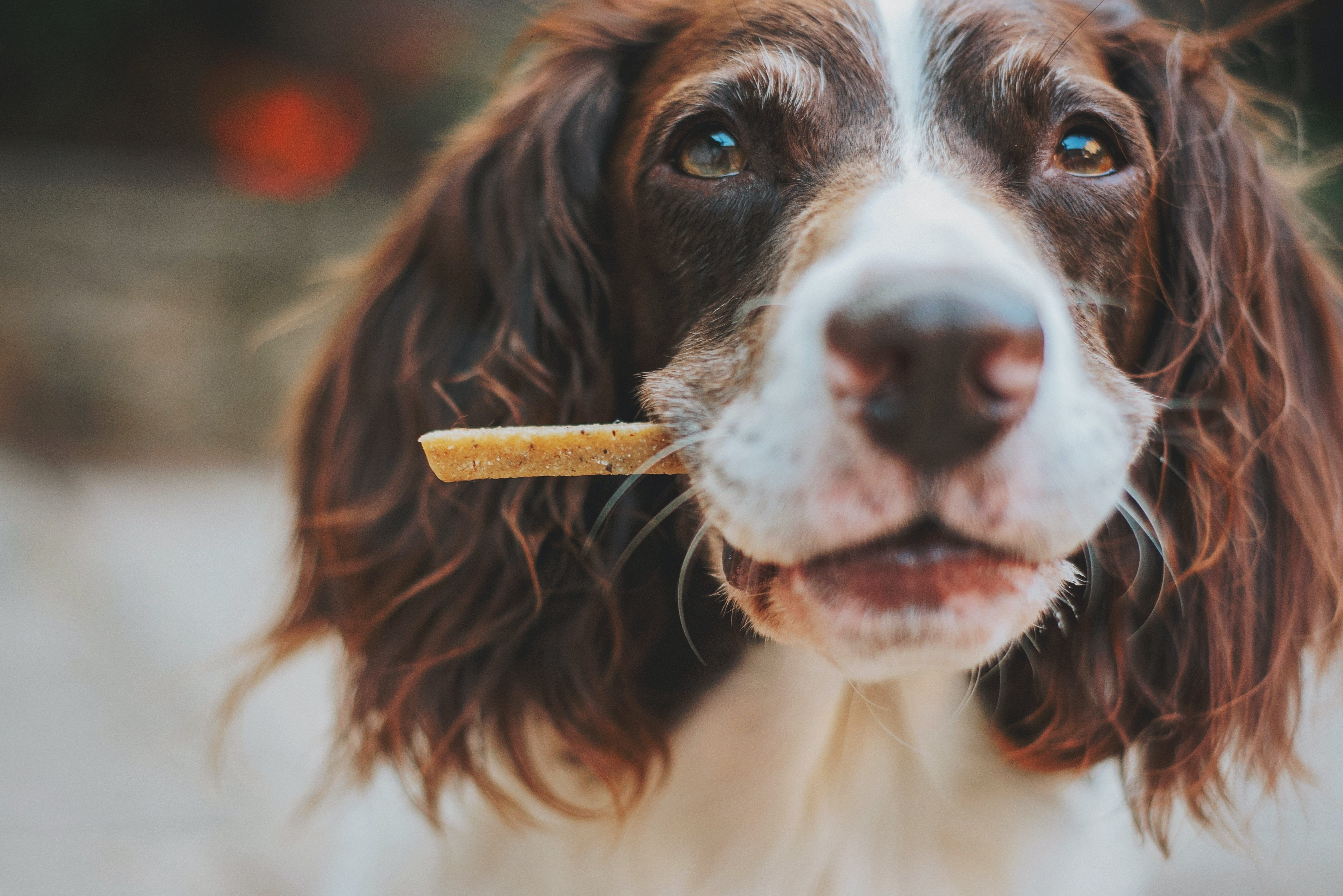Kauartikel für Hunde: Unsere Fellnasen verdienen nur das Beste