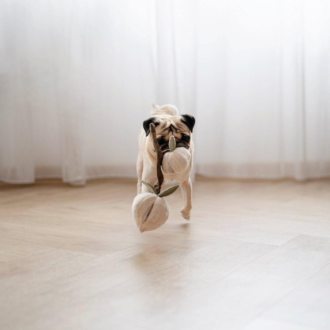Hundespielzeug Pfirsich Schnüffelspielzeug