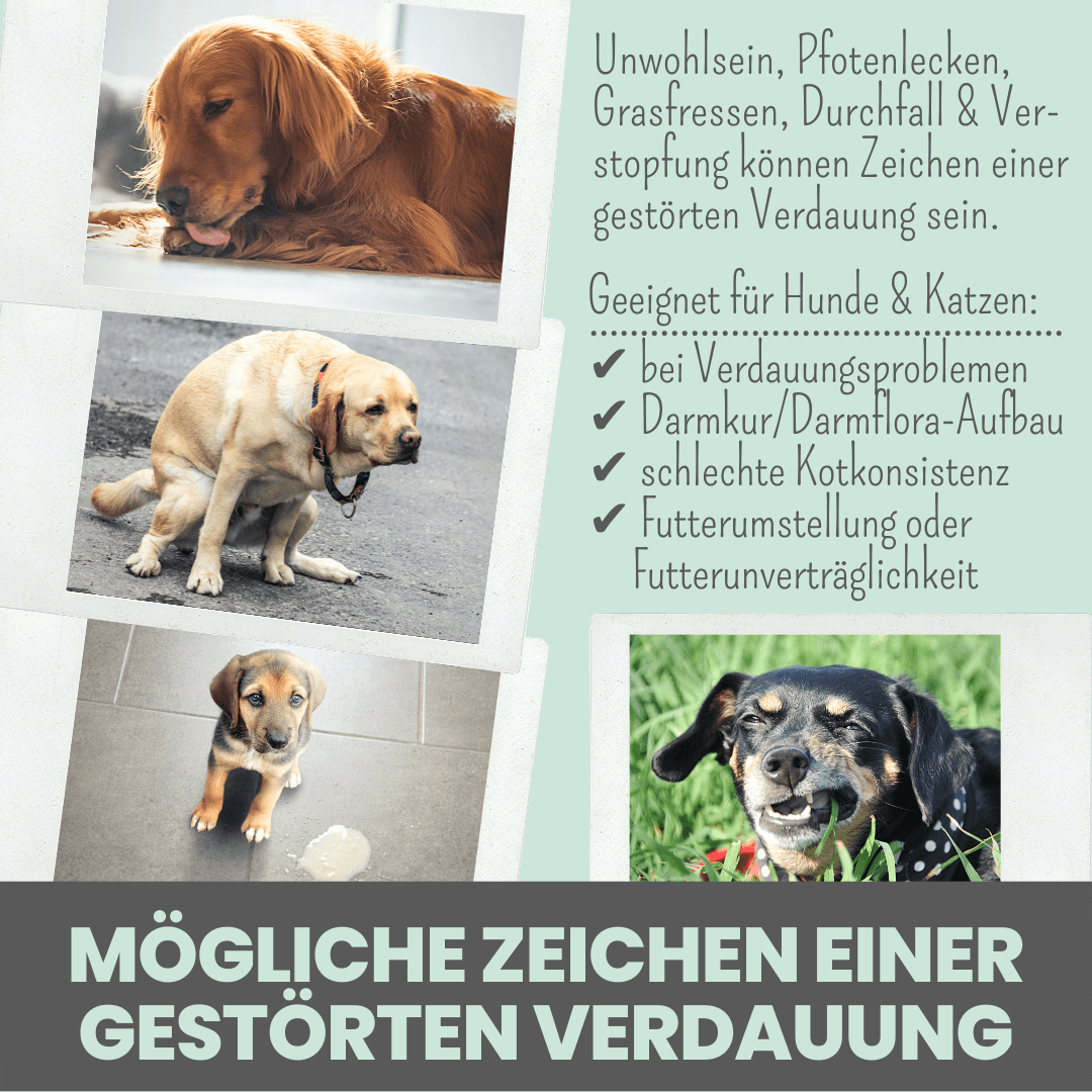 Verdauungsmix für Hunde als Präbiotikum für Magen- & Darmflora - WOOF DELI