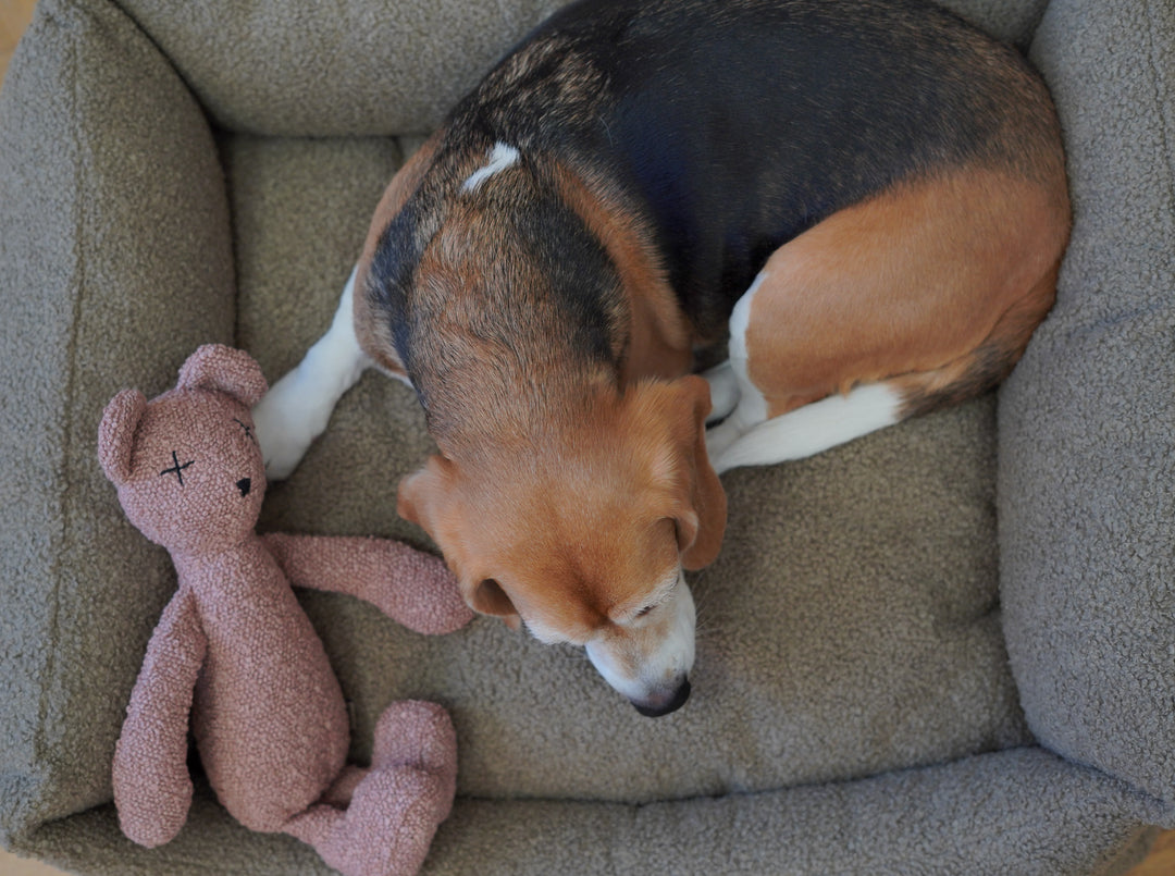 Hundespielzeug BERTY der Bär / dusty Rose
