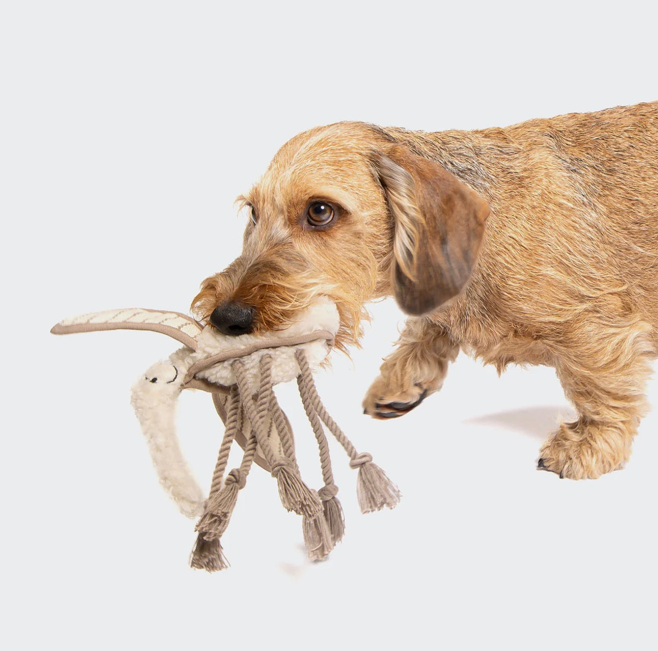 Hundespielzeug Mosquito Momo - WOOF DELI