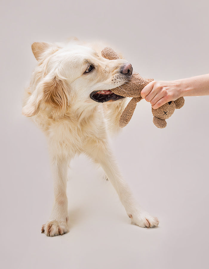 Hundespielzeug BERTY der Bär / Caramel