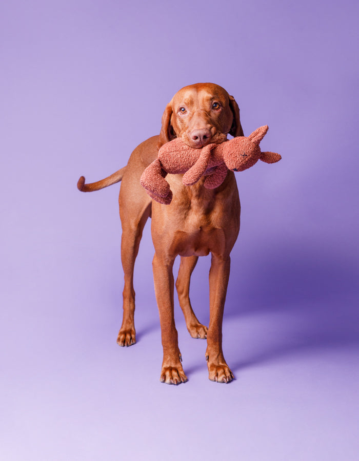 Hundespielzeug LEA das Eichhörnchen