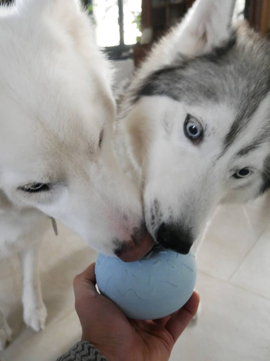 Beschäftigungsspielzeug für Hunde - Yoomy Donut - Blau - WOOF DELI