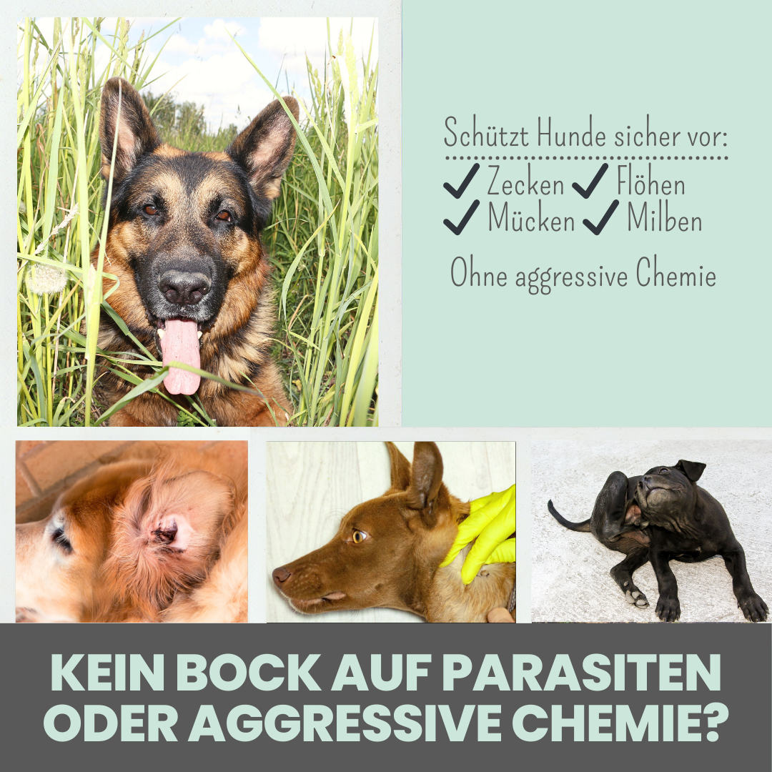Zpray für Hunde gegen Zecken, Flöhe, Milben & Mücken - WOOF DELI
