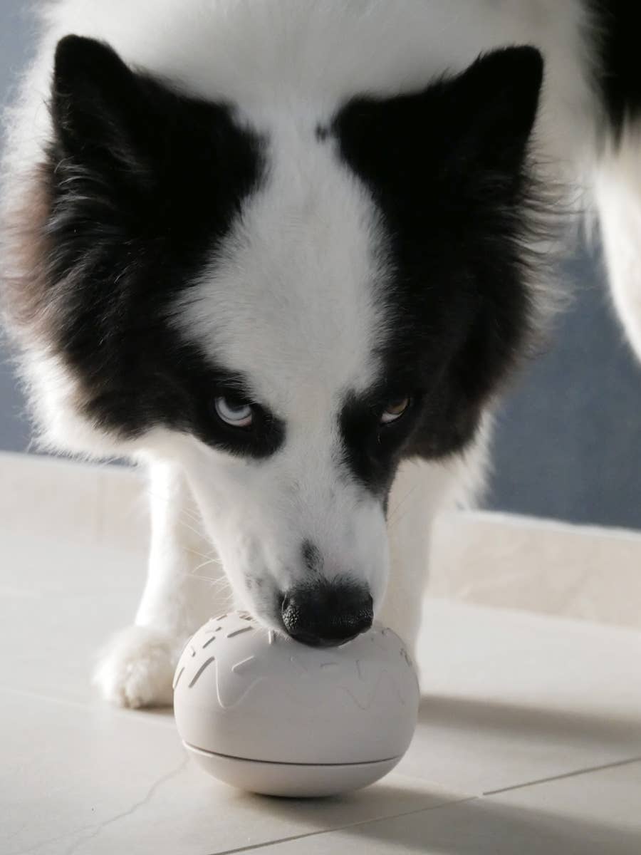 Beschäftigungsspielzeug für Hunde - Yoomy Donut - Sand - WOOF DELI