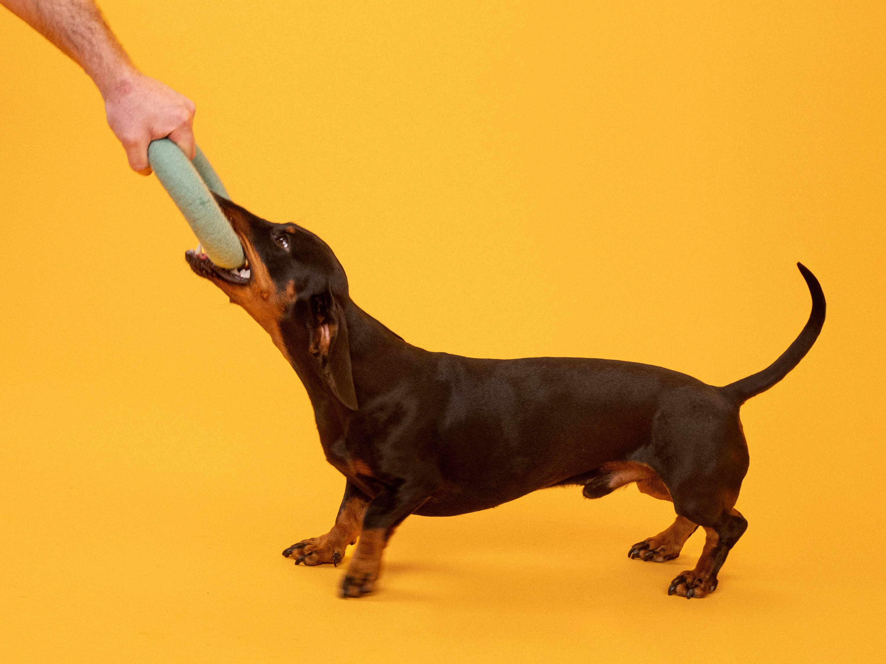 Isa Hundespielzeug - Ring myfelt 