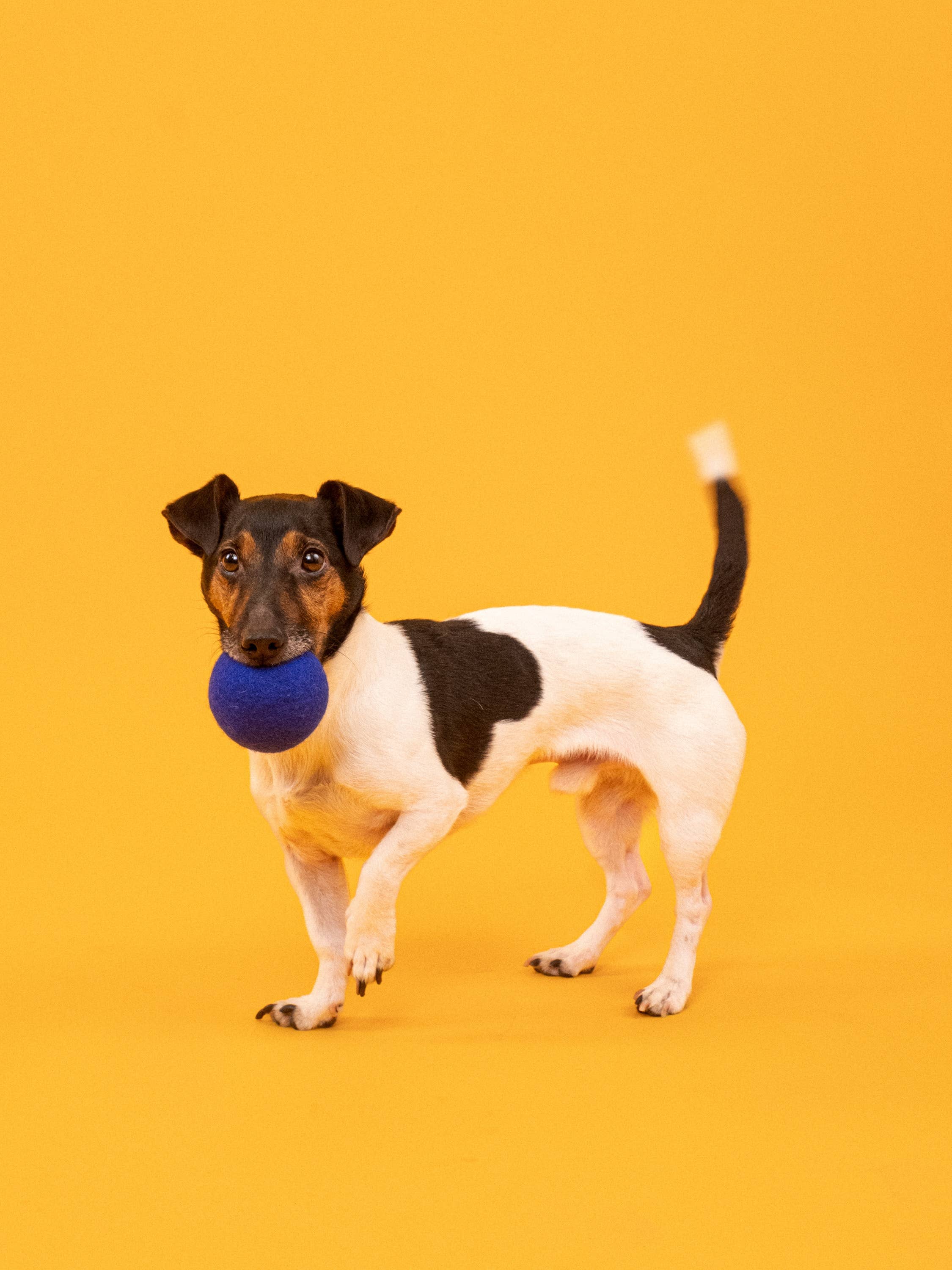 Mats & Marla Hundespielzeug - Ball Set myfelt 