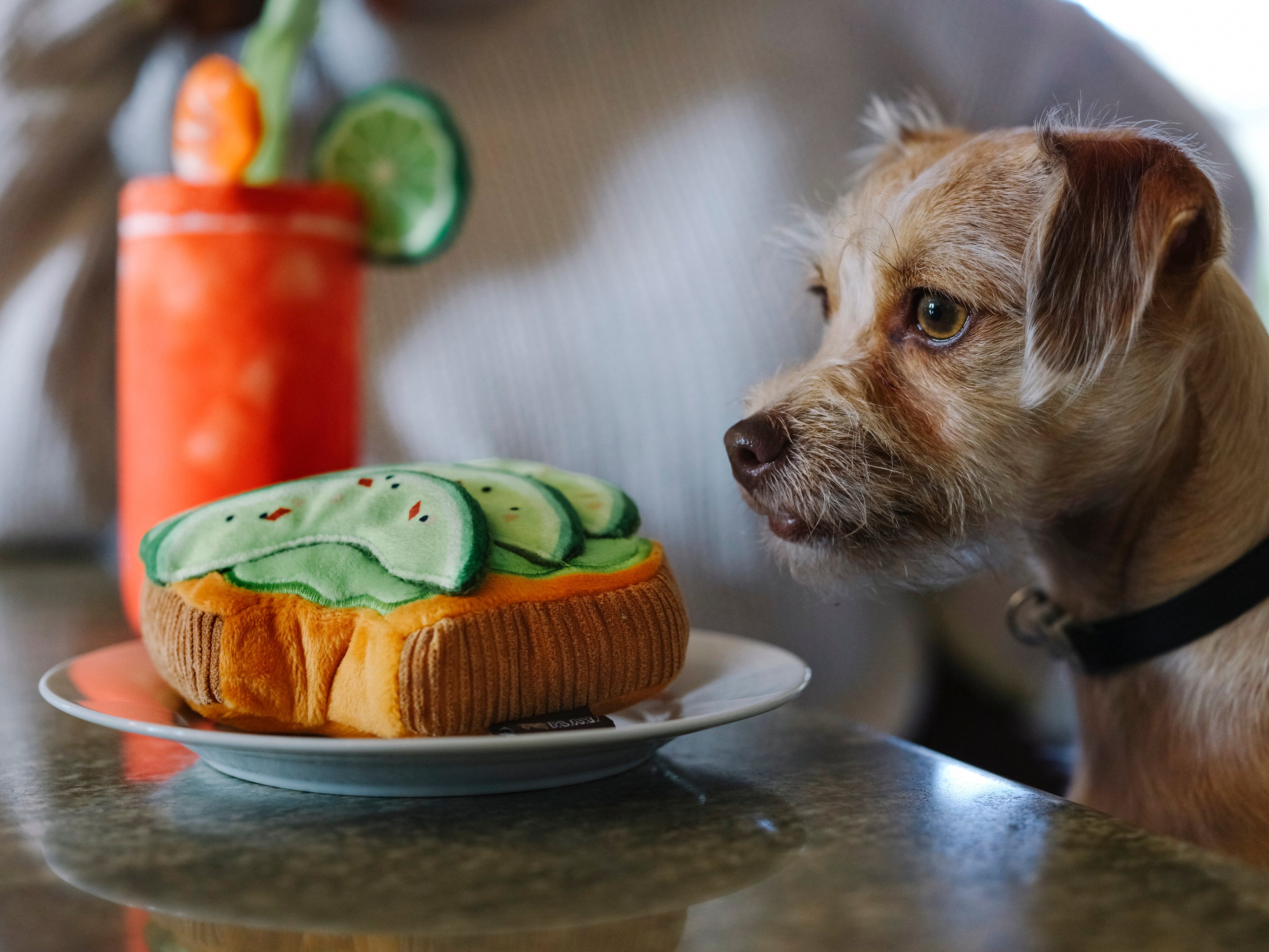 P.L.A.Y - Avo Doggo Toast Hugsmart Products Inc 