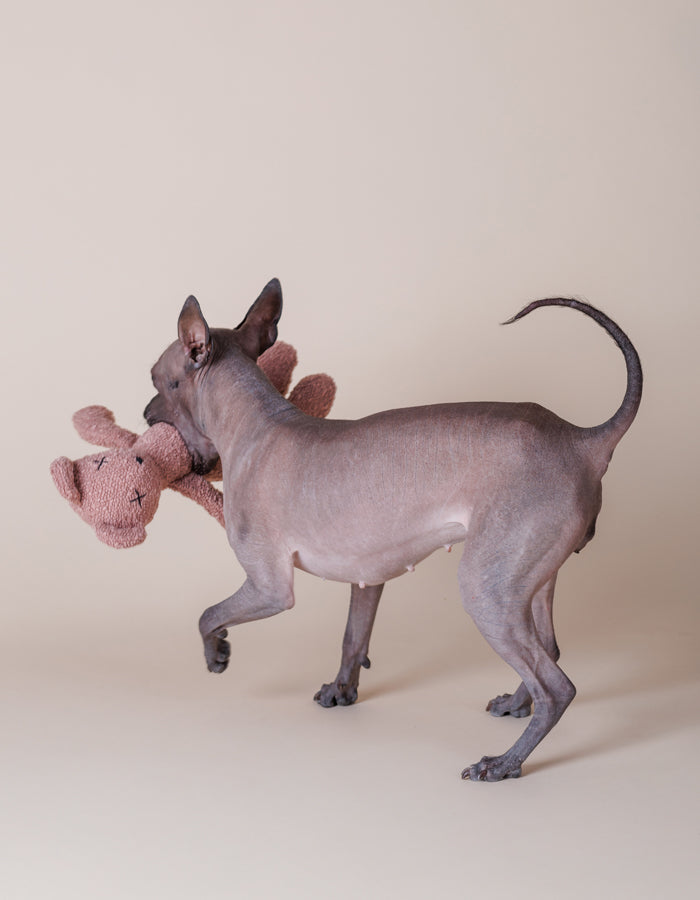 Hundespielzeug BERTY der Bär / dusty Rose