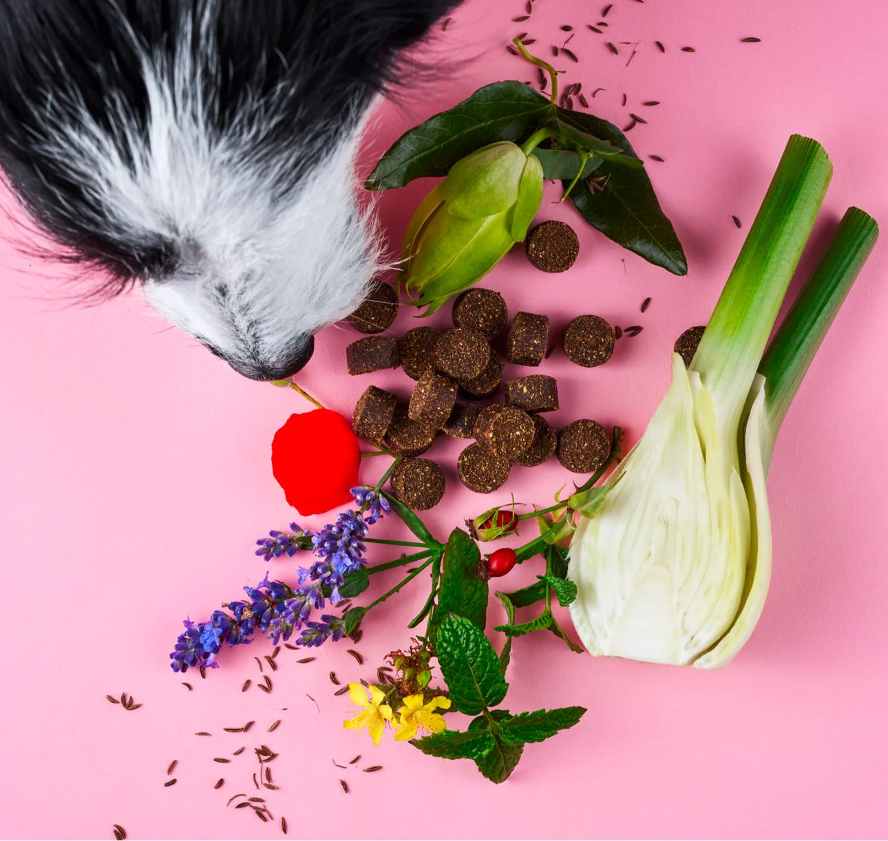Tierliebhaber - Chillout Drops WOOF DELI 