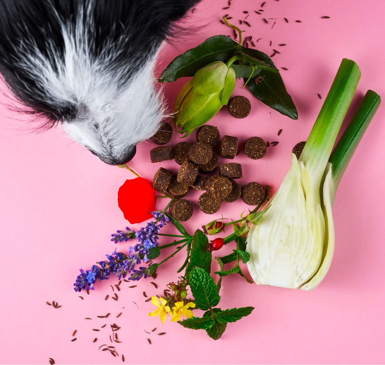 Tierliebhaber - Chillout Drops WOOF DELI 